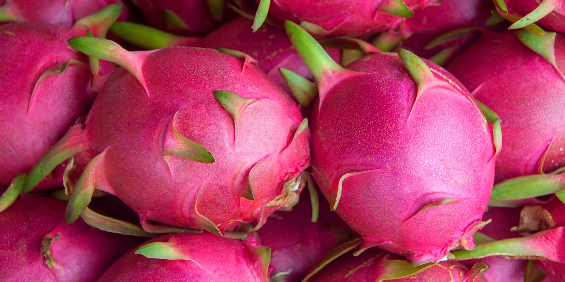 Dragonfruit Alliance Farm