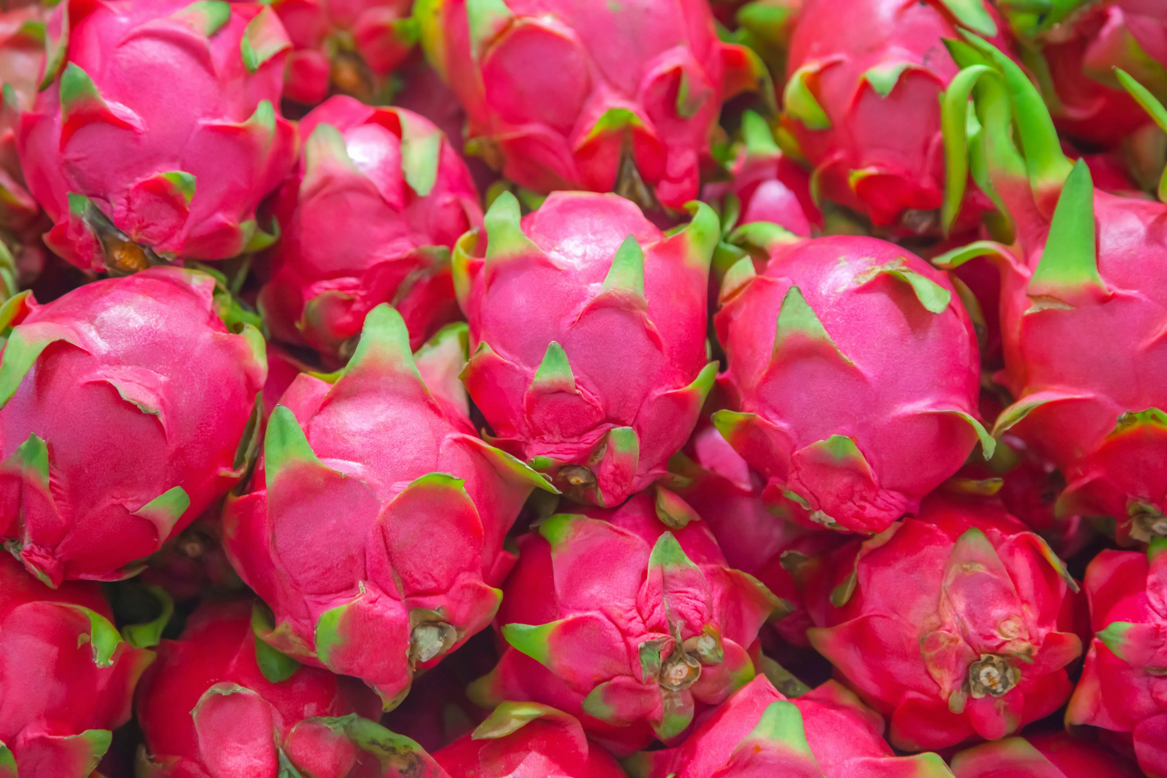 Dragon Fruit Alliance Farm Showcase